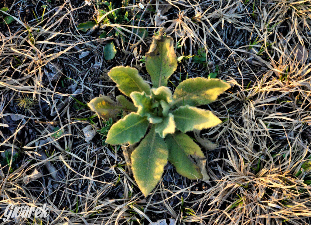 Wiosna na hałdzie popłuczkowej