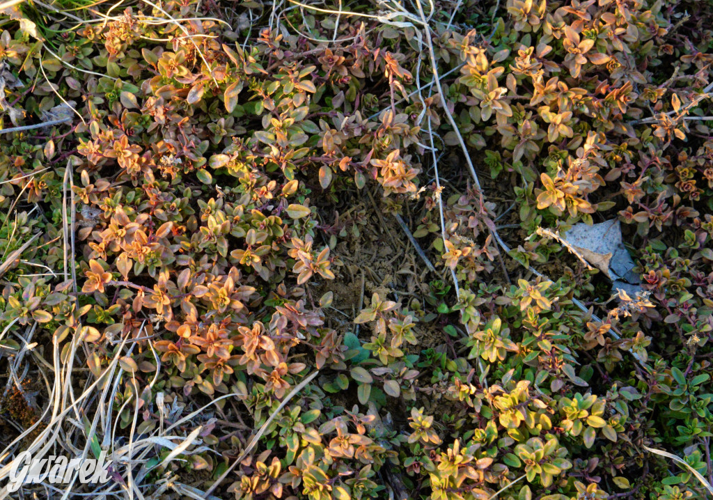 Wiosna na hałdzie popłuczkowej