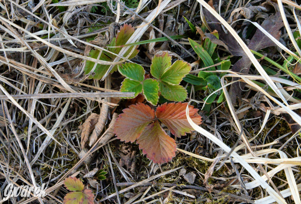 Wiosna na hałdzie popłuczkowej