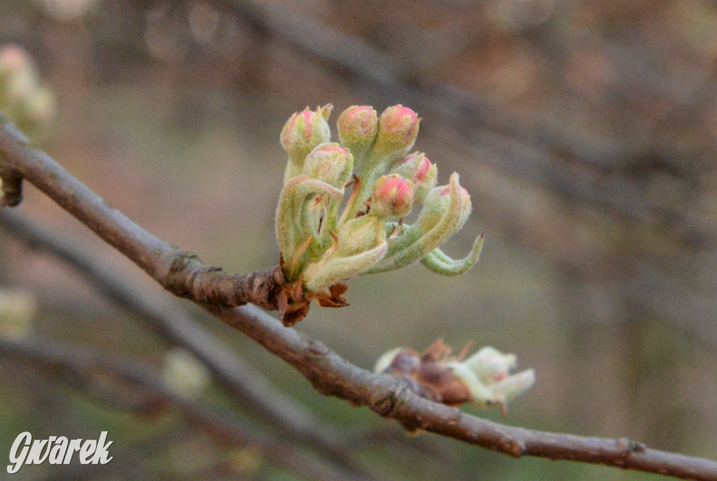 Wiosna na hałdzie popłuczkowej