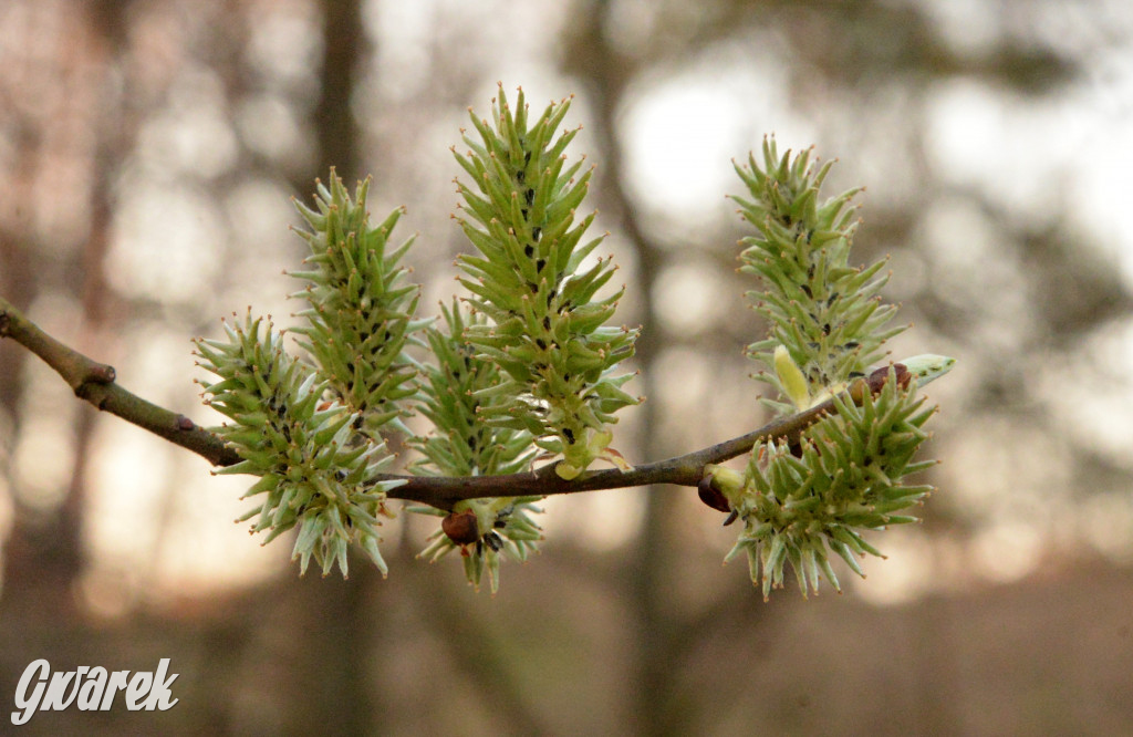 Wiosna na hałdzie popłuczkowej