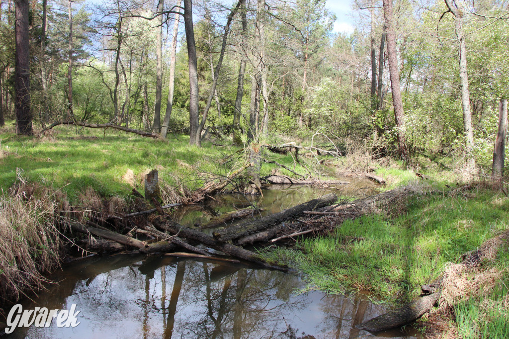 Zielona. Miejsce na spacer i wypad na rowerze