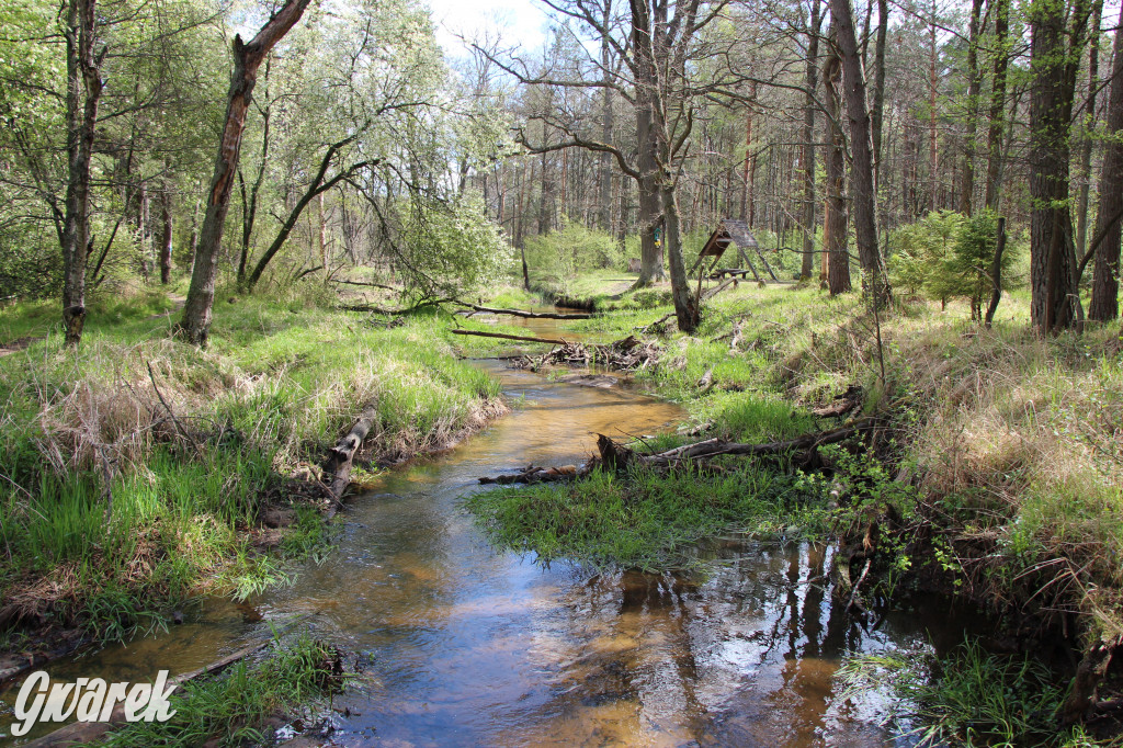 Zielona. Miejsce na spacer i wypad na rowerze