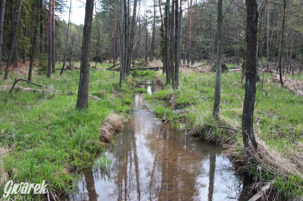 Zielona. Miejsce na spacer i wypad na rowerze