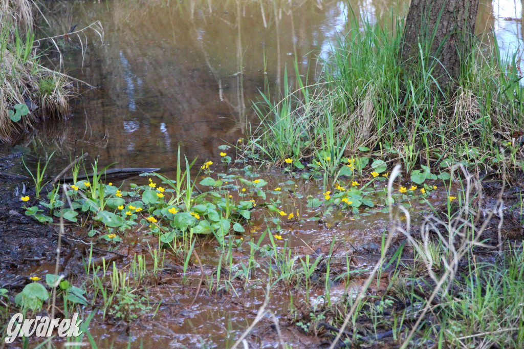 Zielona. Miejsce na spacer i wypad na rowerze