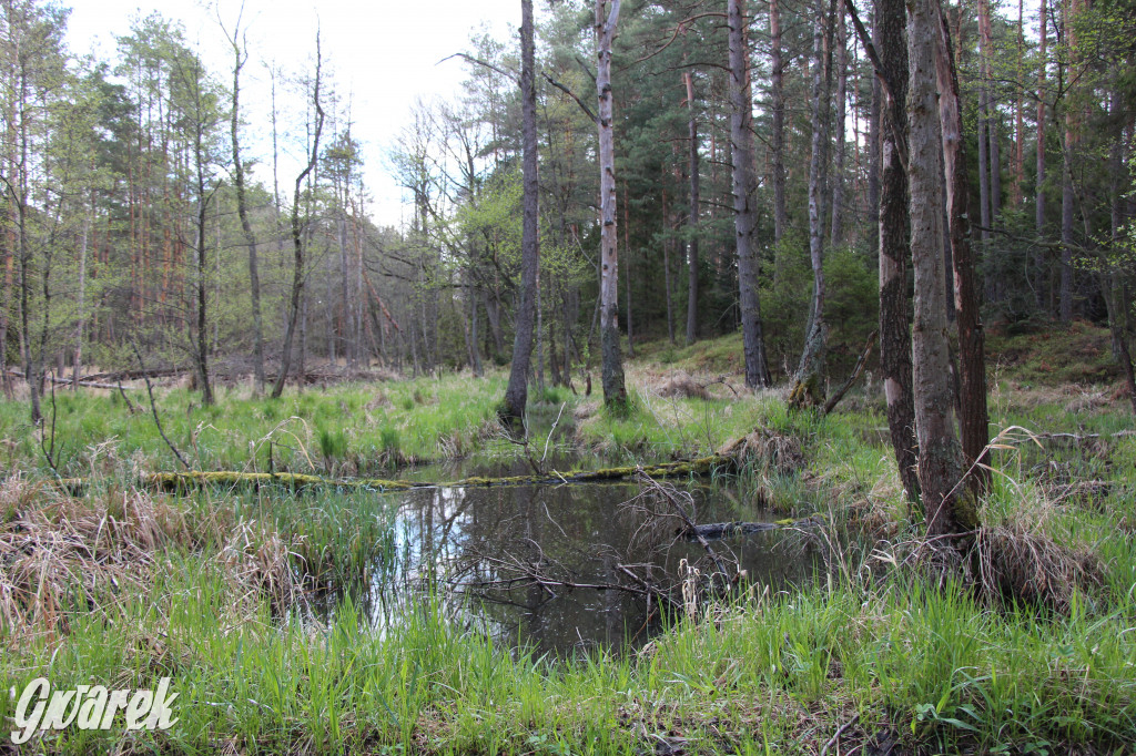 Zielona. Miejsce na spacer i wypad na rowerze