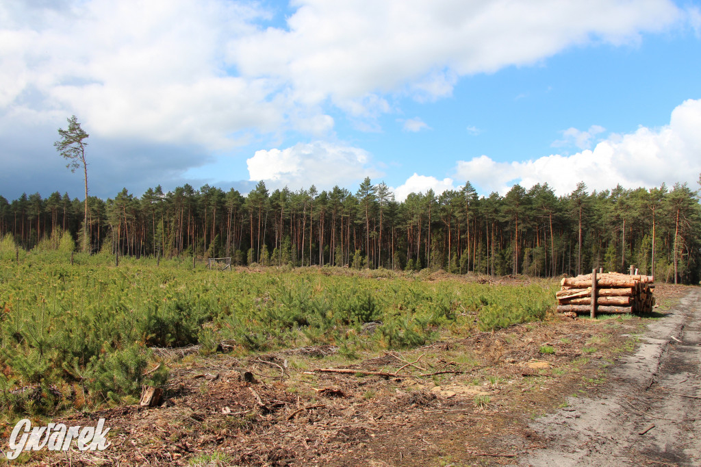 Zielona. Miejsce na spacer i wypad na rowerze