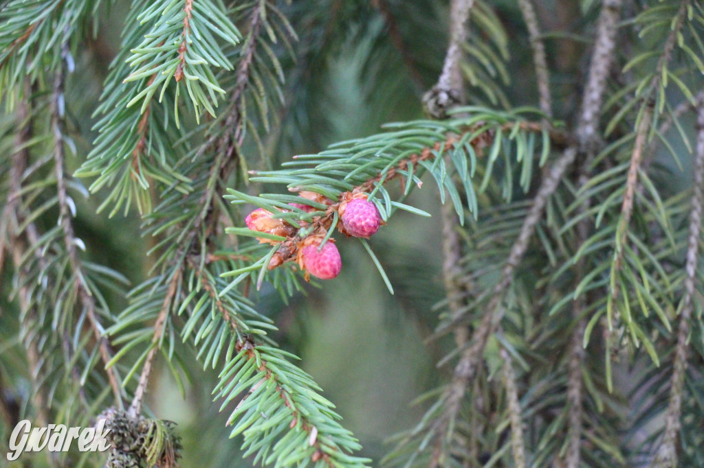 Zielona. Miejsce na spacer i wypad na rowerze
