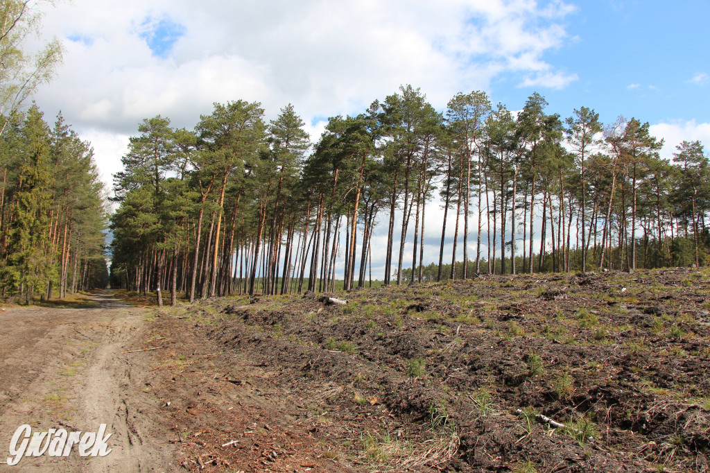 Zielona. Miejsce na spacer i wypad na rowerze