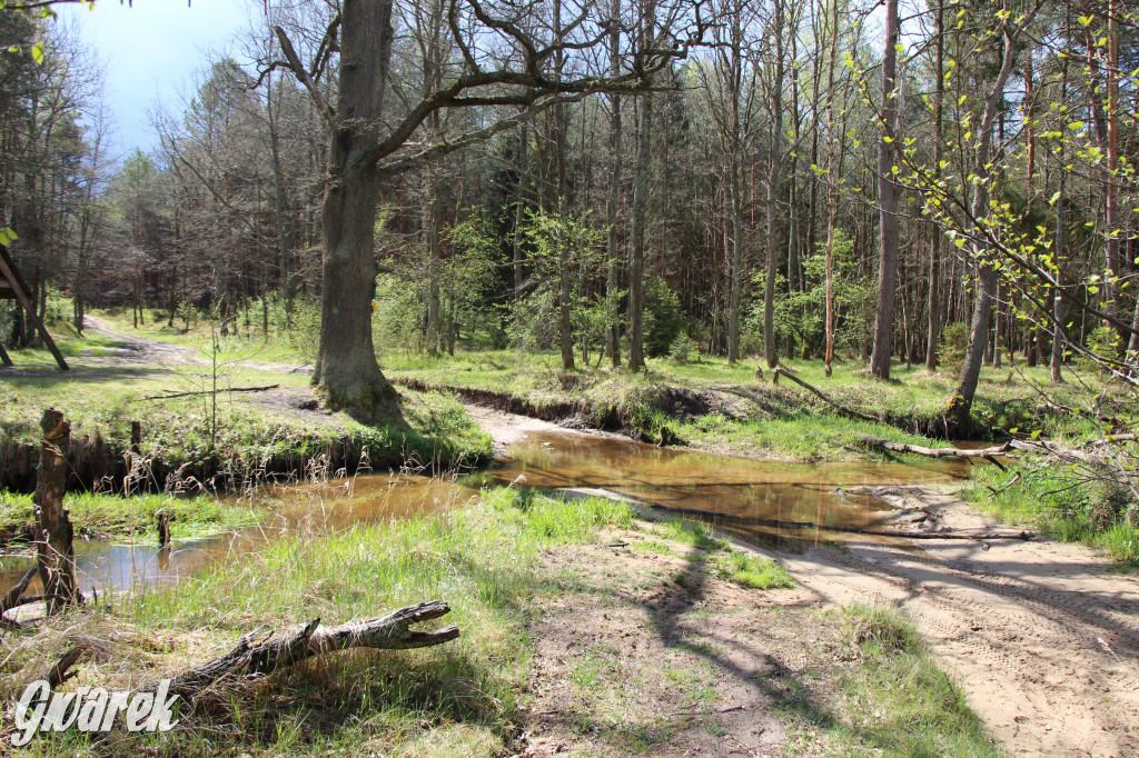 Zielona. Miejsce na spacer i wypad na rowerze