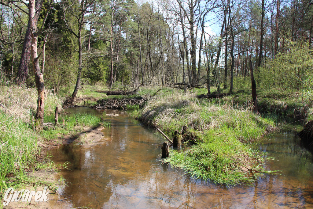 Zielona. Miejsce na spacer i wypad na rowerze