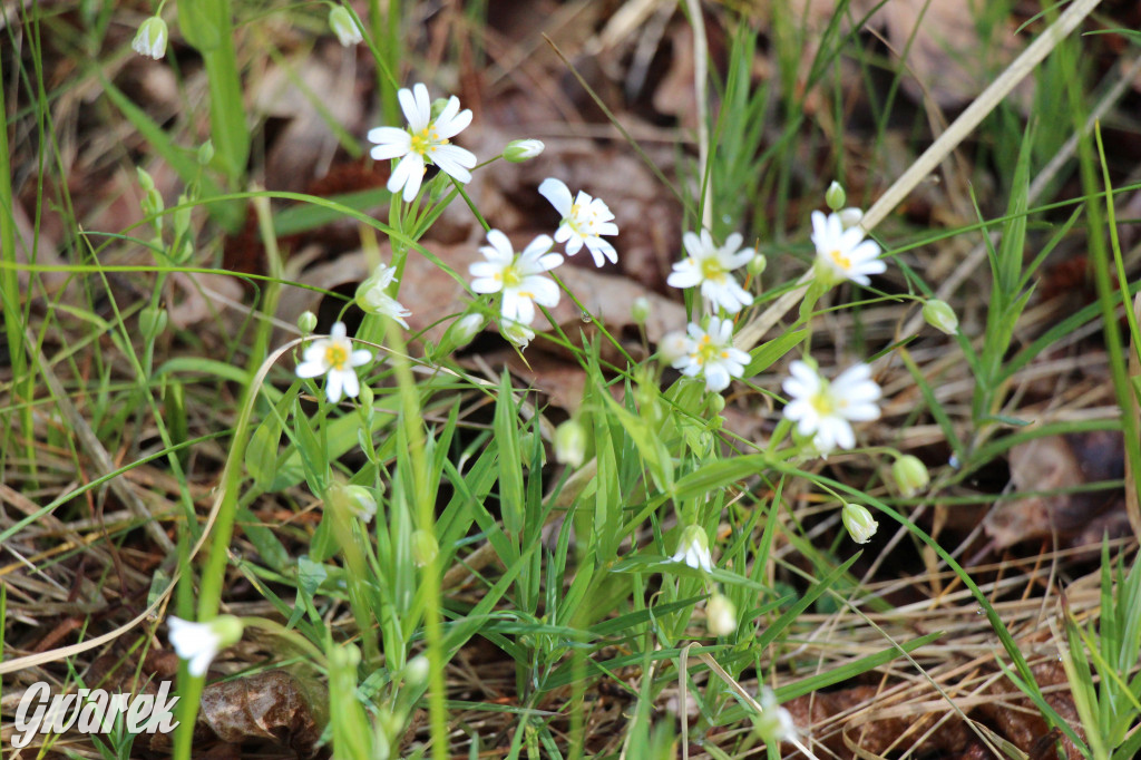 Zielona. Miejsce na spacer i wypad na rowerze