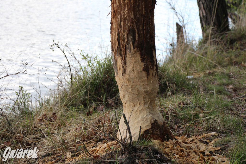 Zielona. Miejsce na spacer i wypad na rowerze