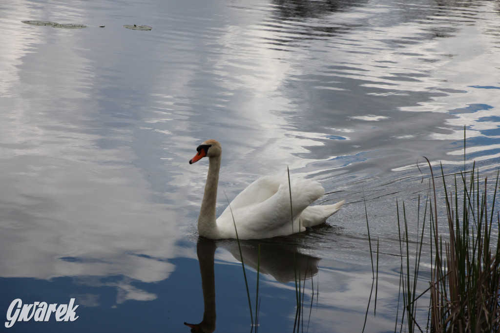Zielona. Miejsce na spacer i wypad na rowerze