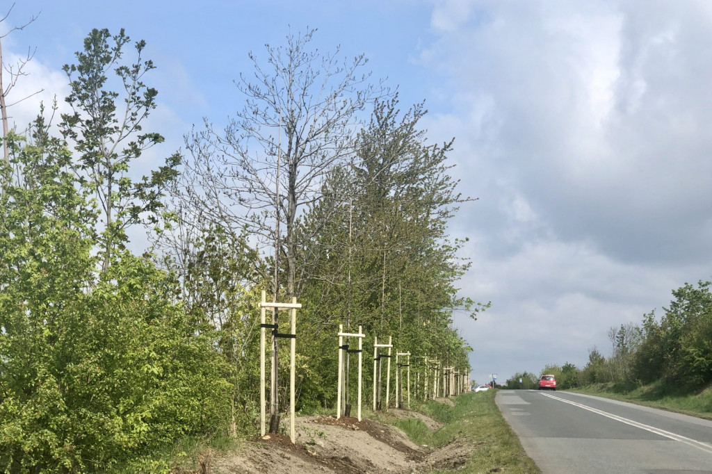 Posadzono 120 drzew przy Knosały w Radzionkowie