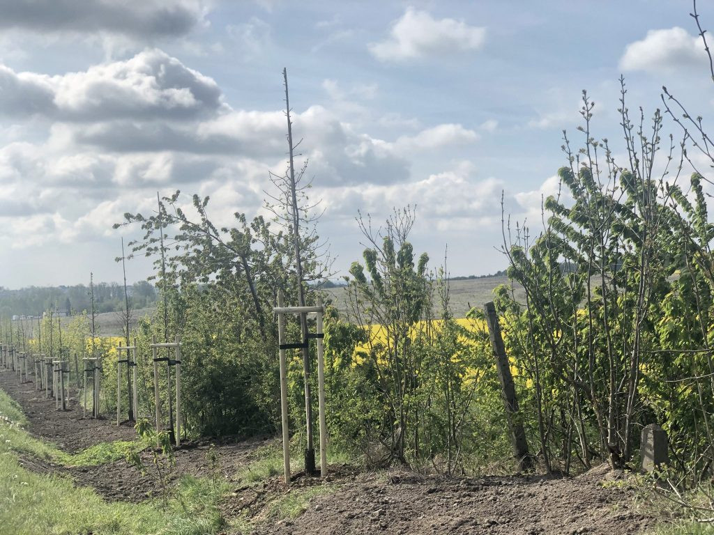 Posadzono 120 drzew przy Knosały w Radzionkowie