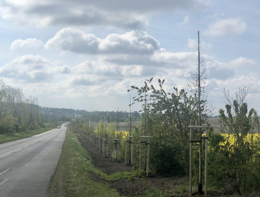 Posadzono 120 drzew przy Knosały w Radzionkowie