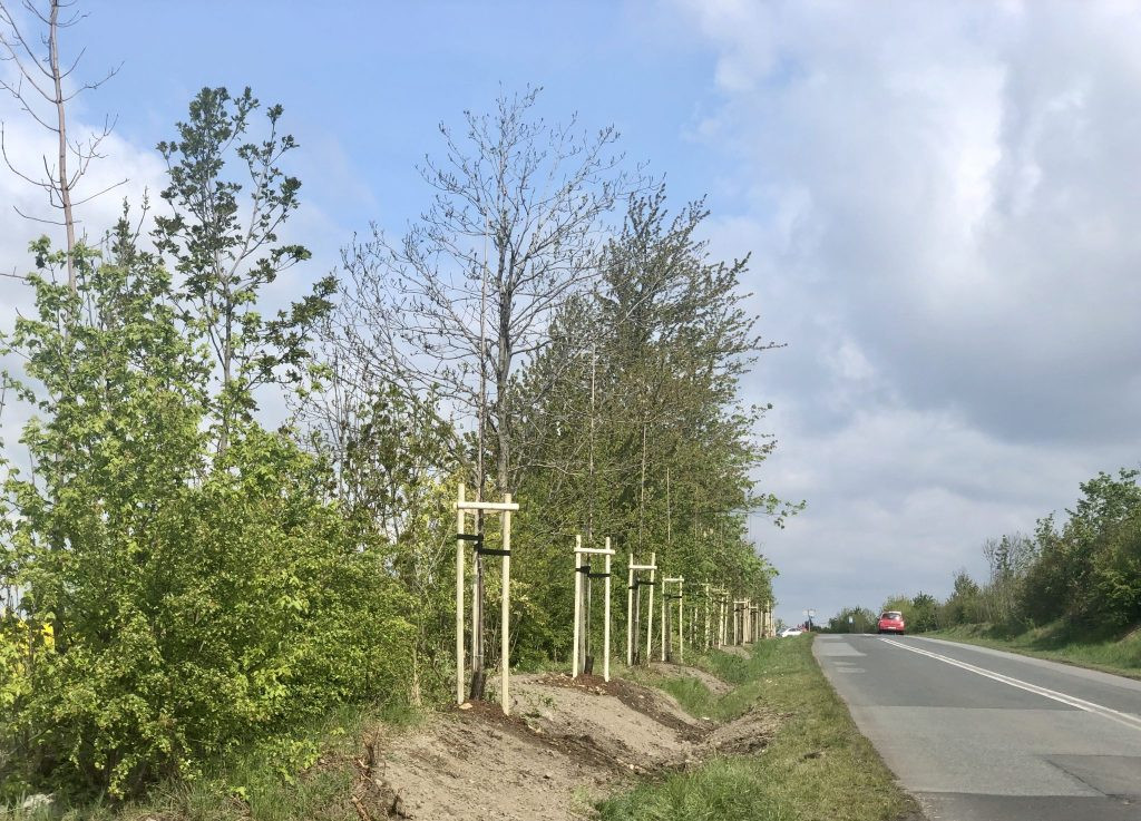 Posadzono 120 drzew przy Knosały w Radzionkowie