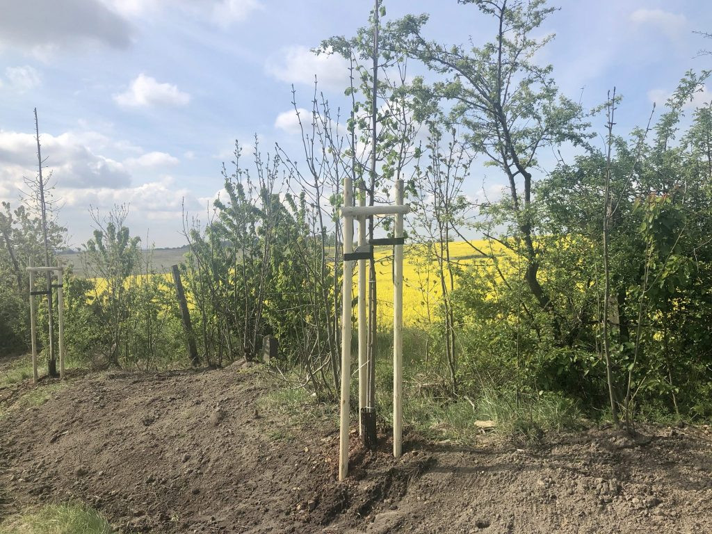 Posadzono 120 drzew przy Knosały w Radzionkowie