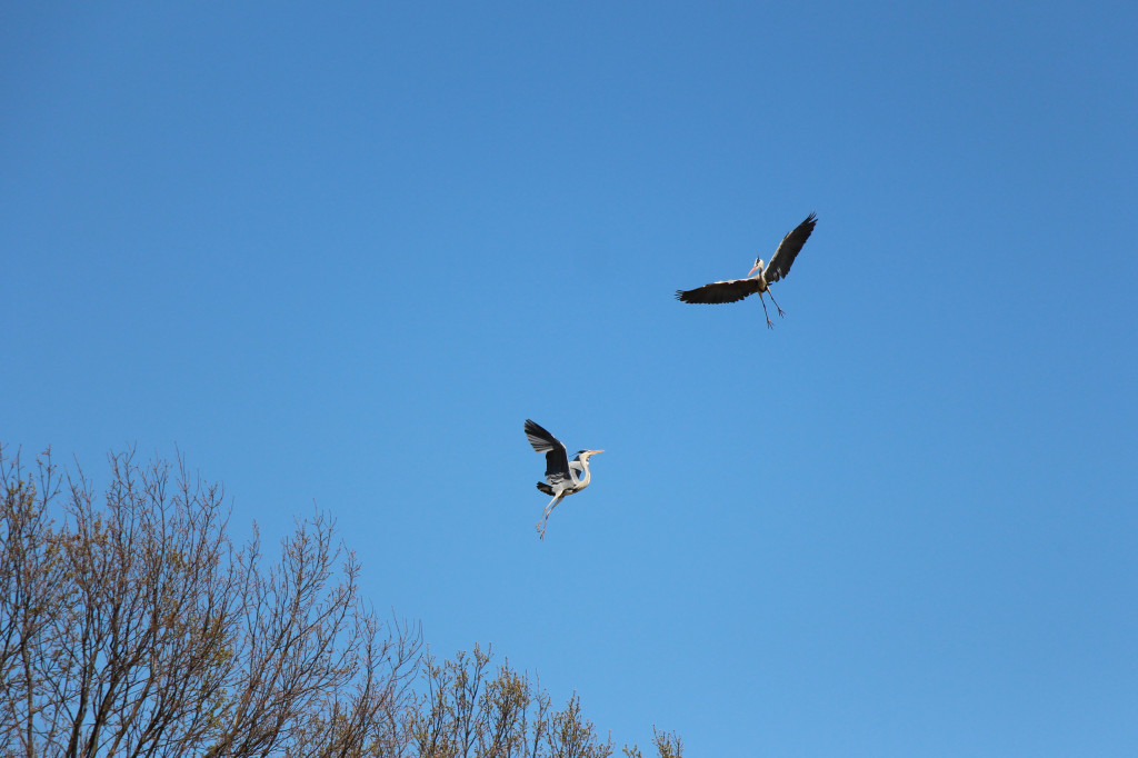 Czaple siwe polubiły park w Świerklańcu