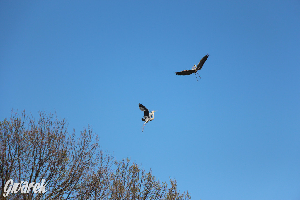 Czaple siwe polubiły park w Świerklańcu