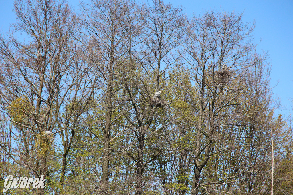 Czaple siwe polubiły park w Świerklańcu