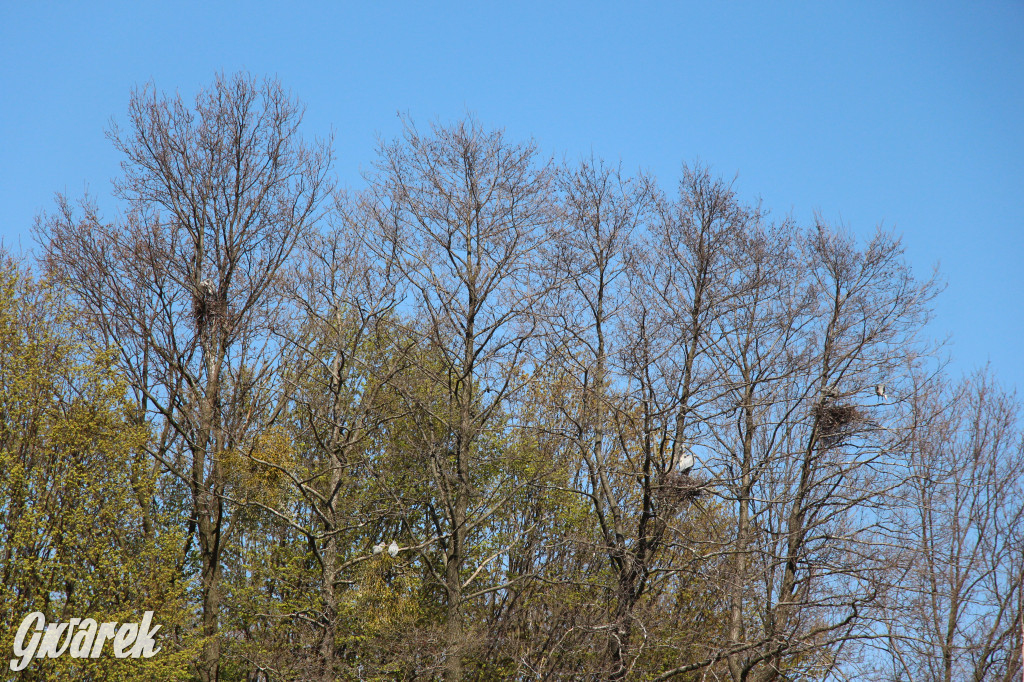 Czaple siwe polubiły park w Świerklańcu