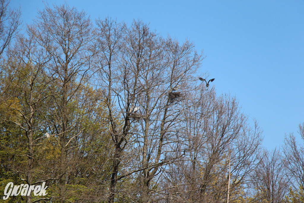 Czaple siwe polubiły park w Świerklańcu