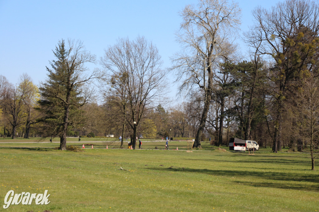 Czaple siwe polubiły park w Świerklańcu