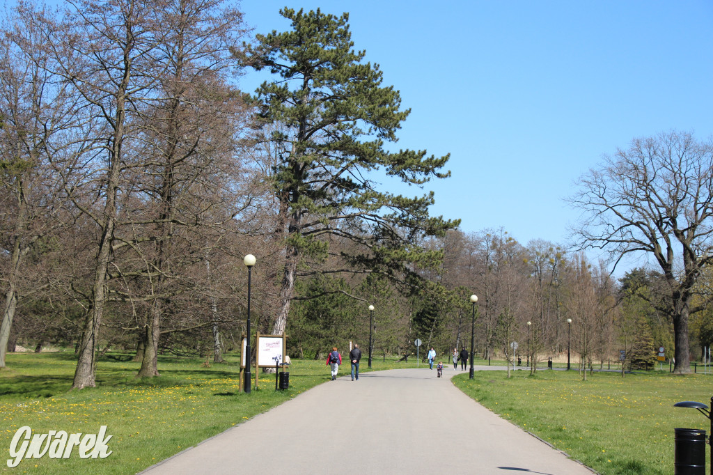 Czaple siwe polubiły park w Świerklańcu
