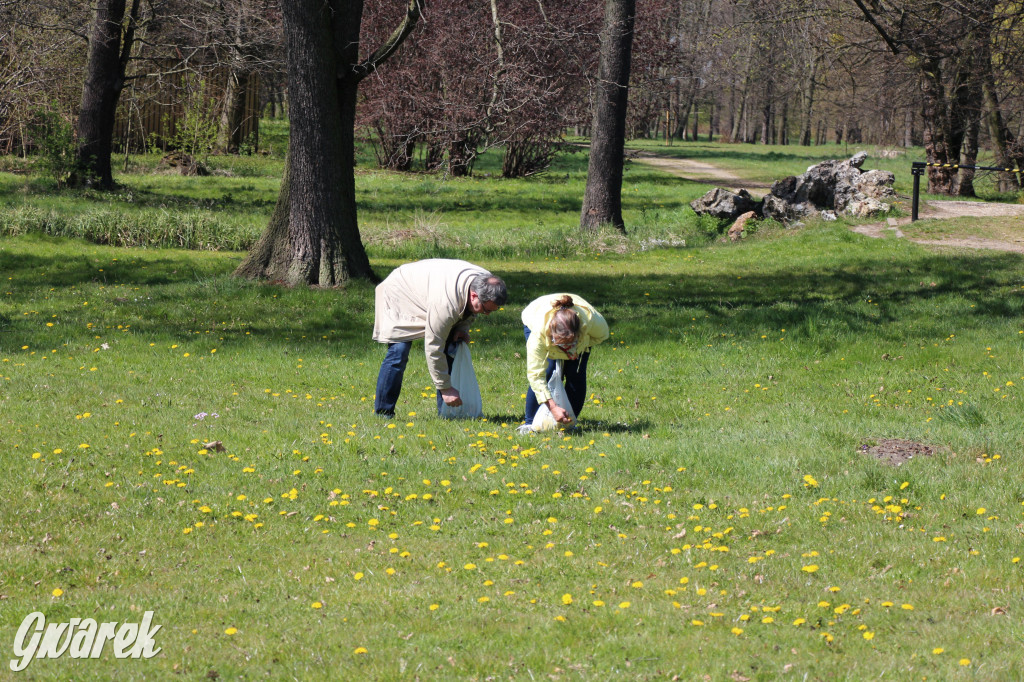 Czaple siwe polubiły park w Świerklańcu