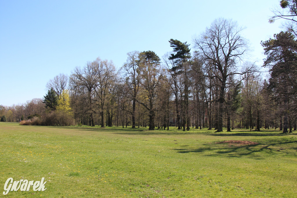 Czaple siwe polubiły park w Świerklańcu