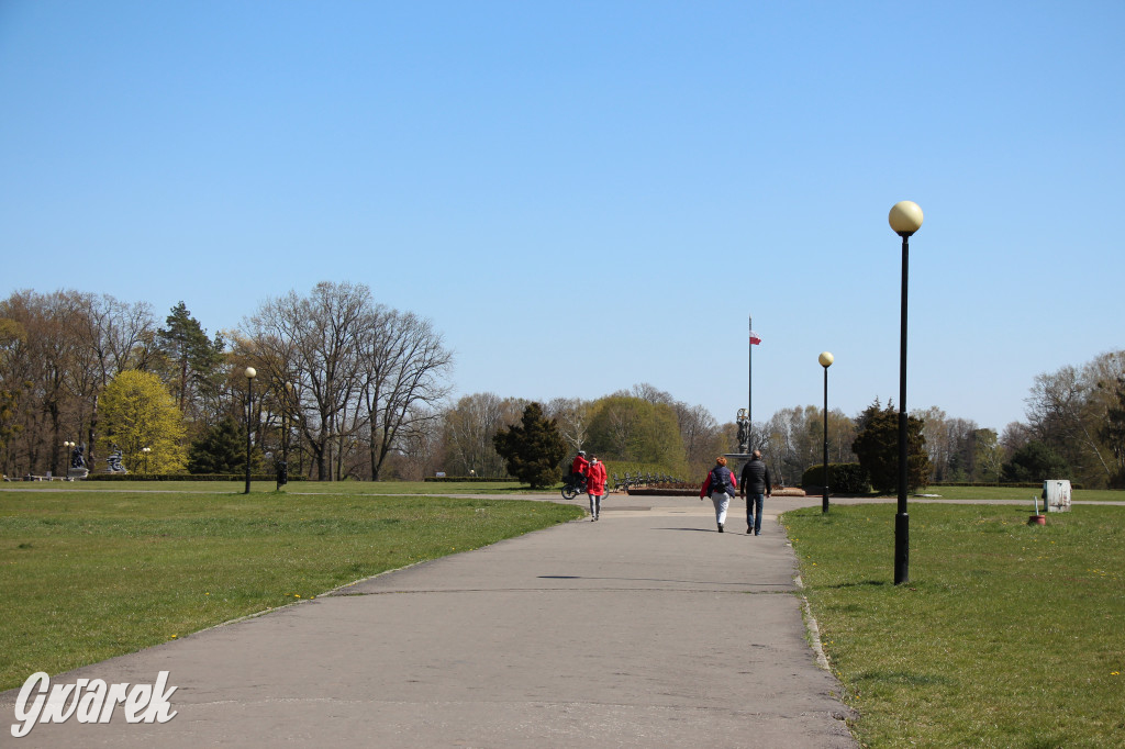 Czaple siwe polubiły park w Świerklańcu