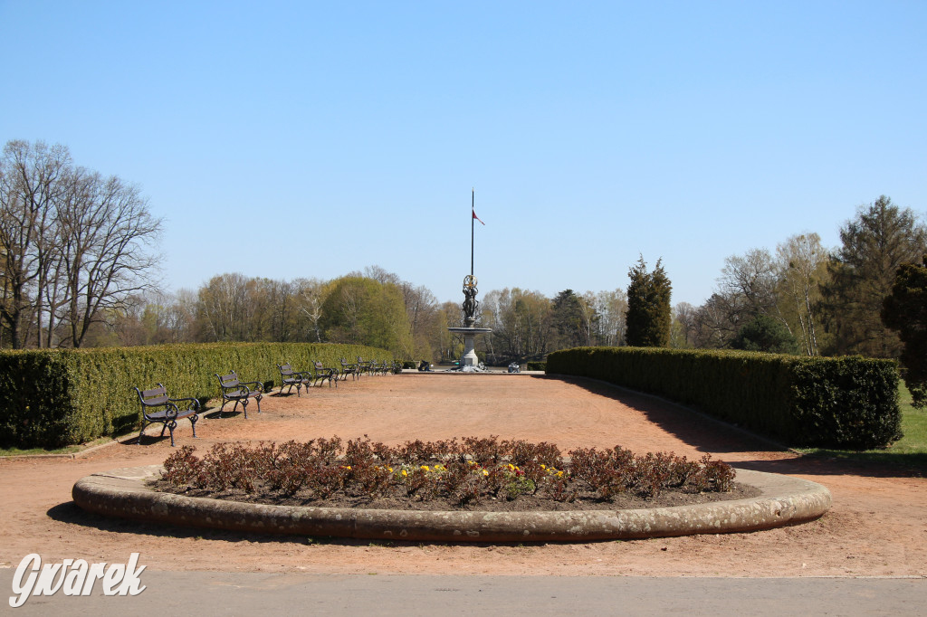 Czaple siwe polubiły park w Świerklańcu