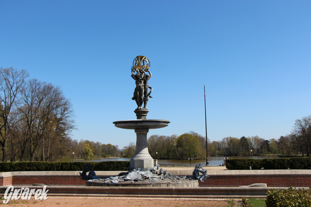 Czaple siwe polubiły park w Świerklańcu