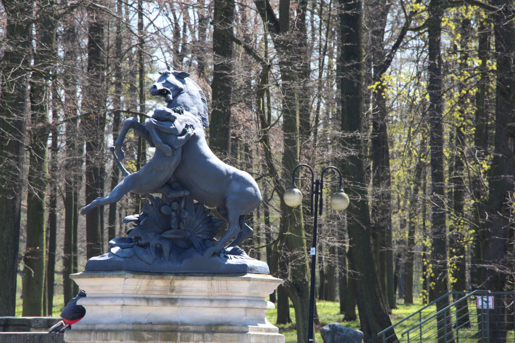 Czaple siwe polubiły park w Świerklańcu