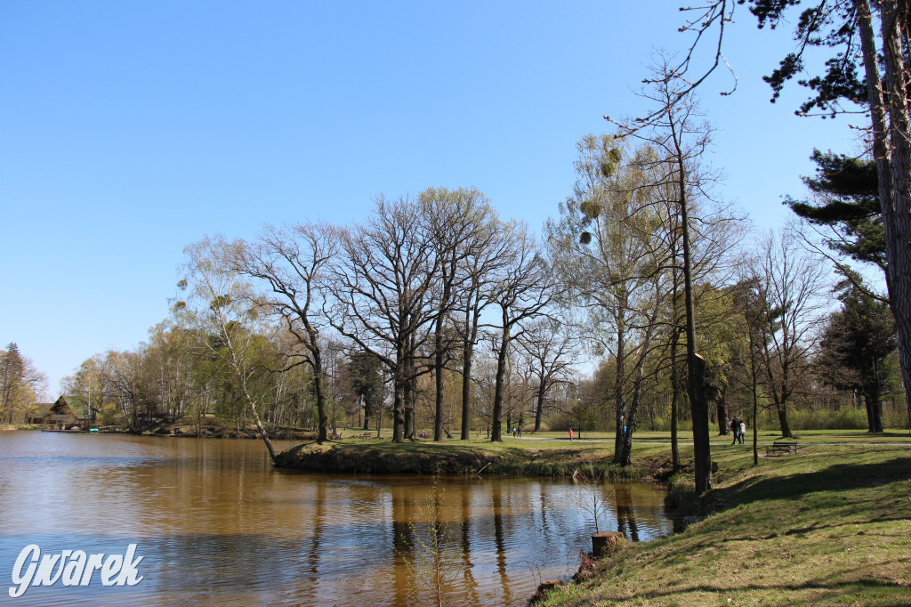 Czaple siwe polubiły park w Świerklańcu