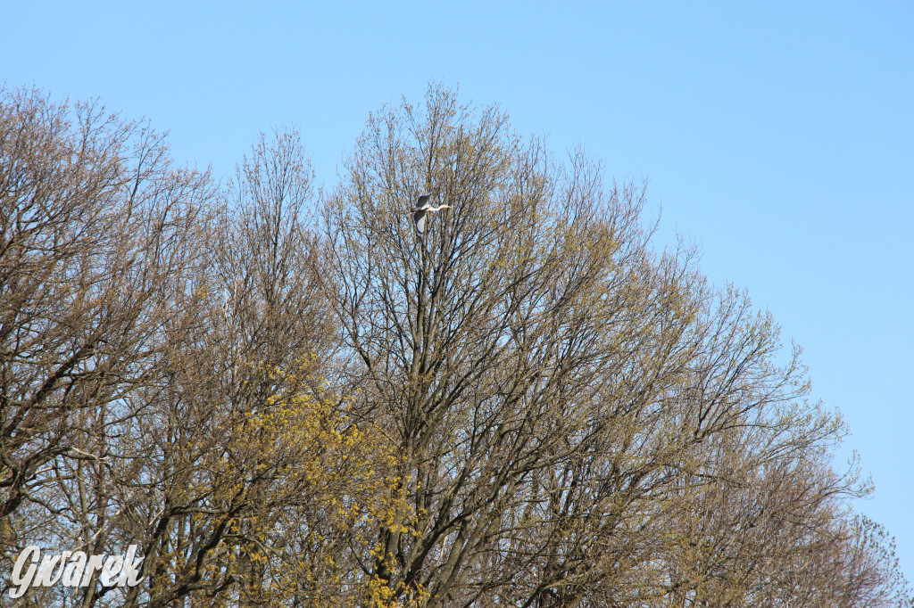 Czaple siwe polubiły park w Świerklańcu