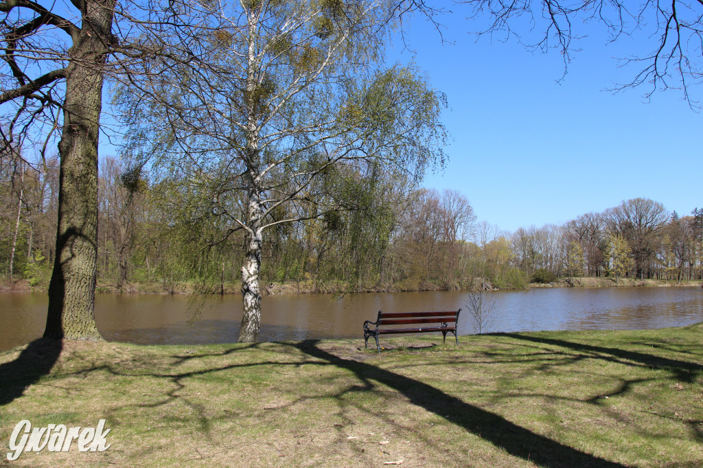 Czaple siwe polubiły park w Świerklańcu