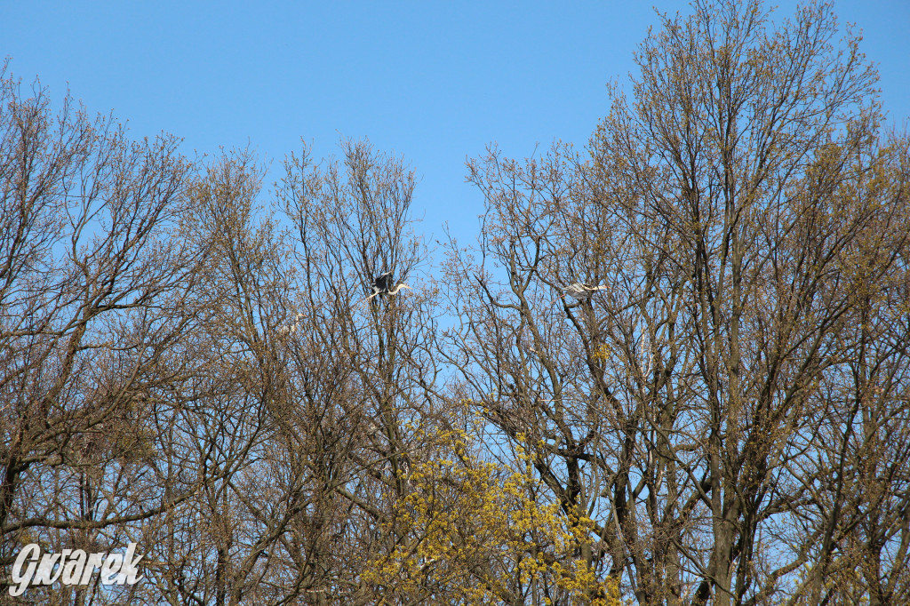 Czaple siwe polubiły park w Świerklańcu