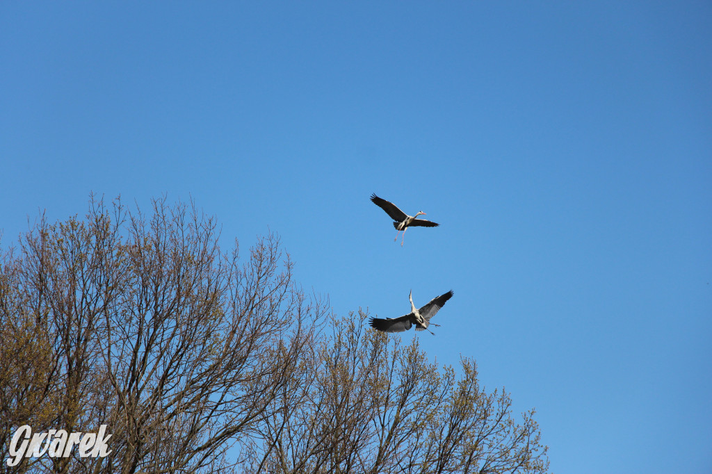 Czaple siwe polubiły park w Świerklańcu