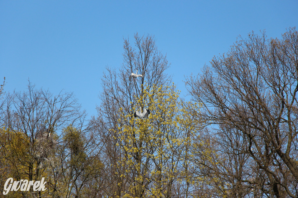Czaple siwe polubiły park w Świerklańcu