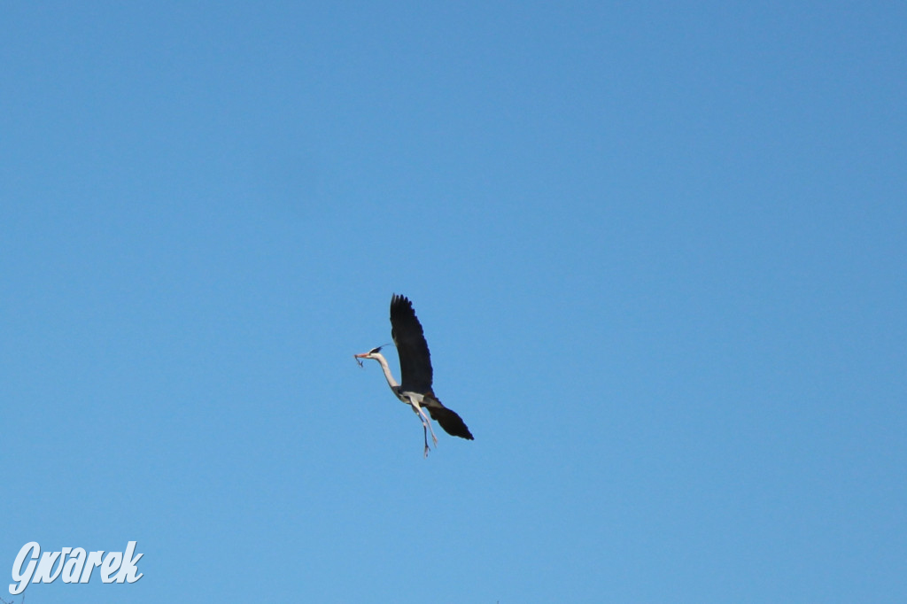Czaple siwe polubiły park w Świerklańcu