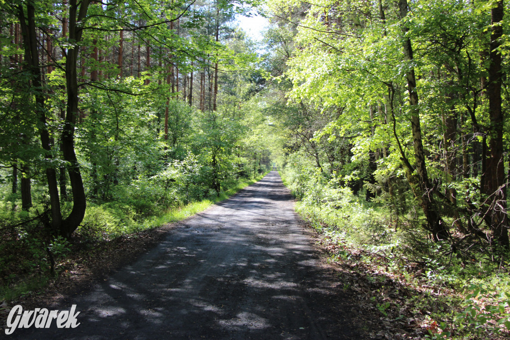 Pniowiec - zielony zakątek Tarnowskich Gór
