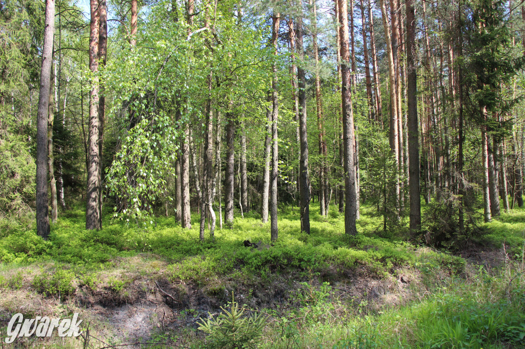 Pniowiec - zielony zakątek Tarnowskich Gór
