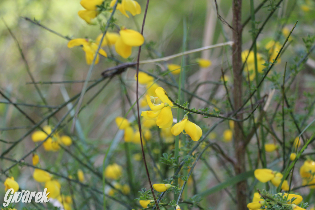 Pniowiec - zielony zakątek Tarnowskich Gór