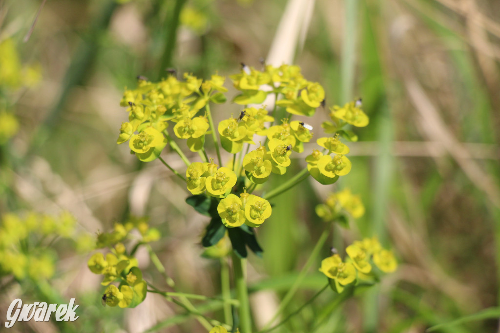 Pniowiec - zielony zakątek Tarnowskich Gór
