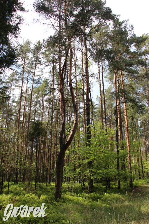 Pniowiec - zielony zakątek Tarnowskich Gór