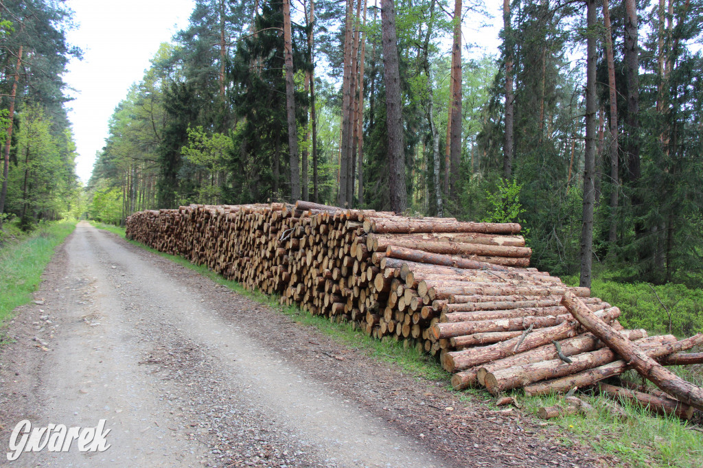 Pniowiec - zielony zakątek Tarnowskich Gór