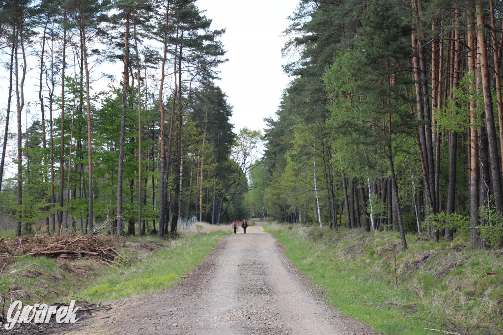 Pniowiec - zielony zakątek Tarnowskich Gór